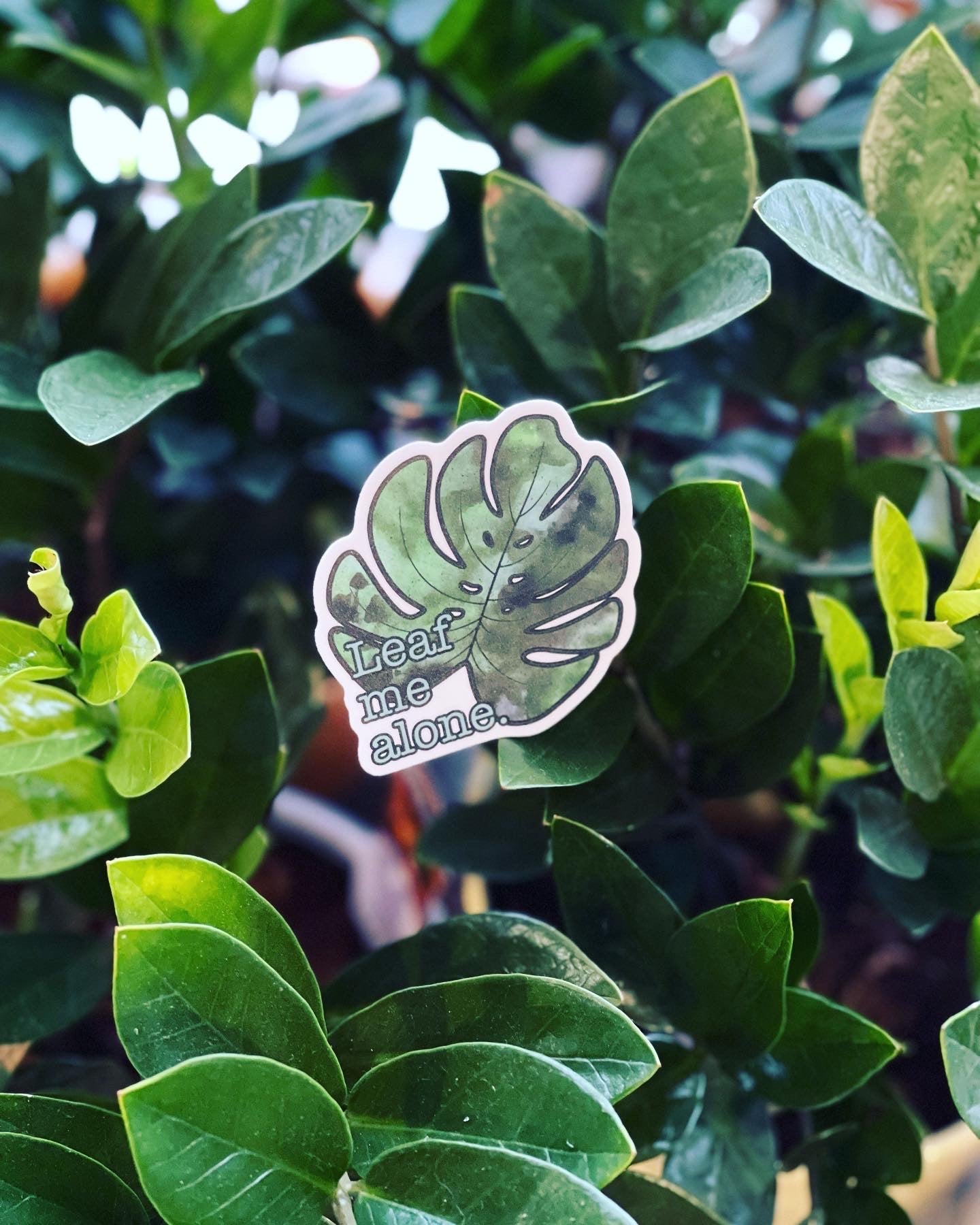 Approximately 2.5 inches Leaf Me Alone - plant monstera vinyl sticker - retail swag