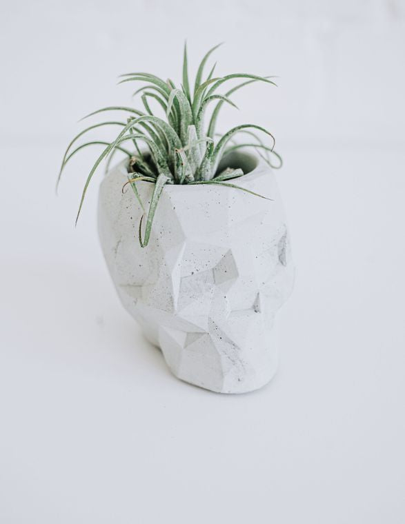 Light Concrete Skull Planter - Retail Swag